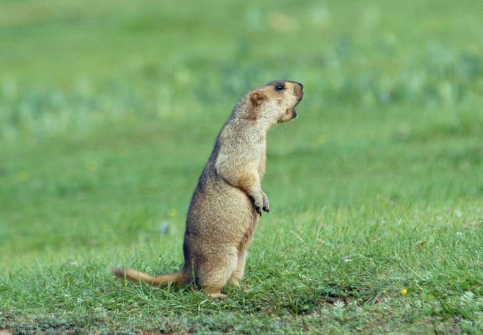 Marmota