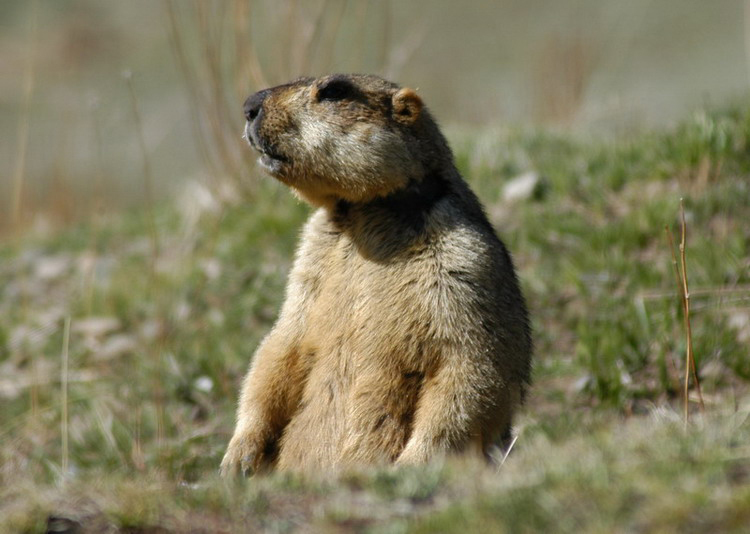 Marmota