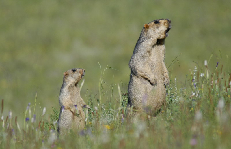 Mhimalayana_vocalize