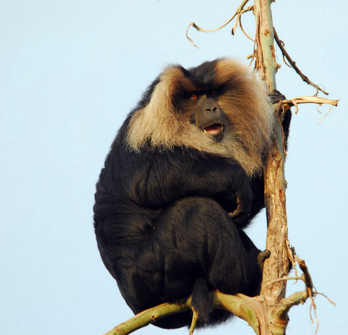 Photo of Macaca silenus