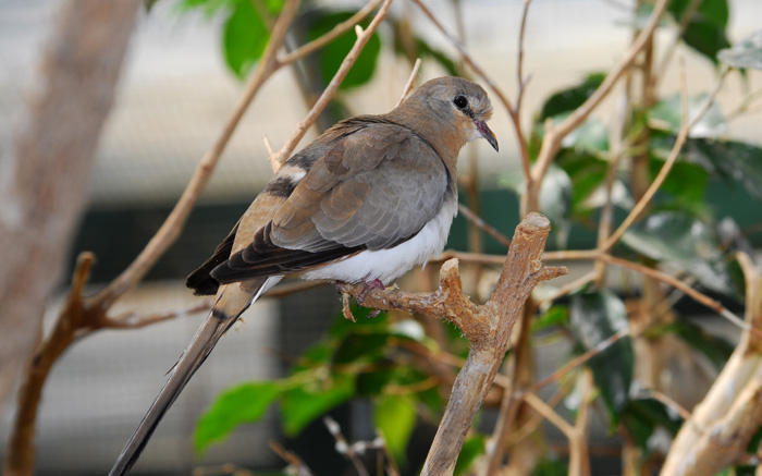 Columbinae