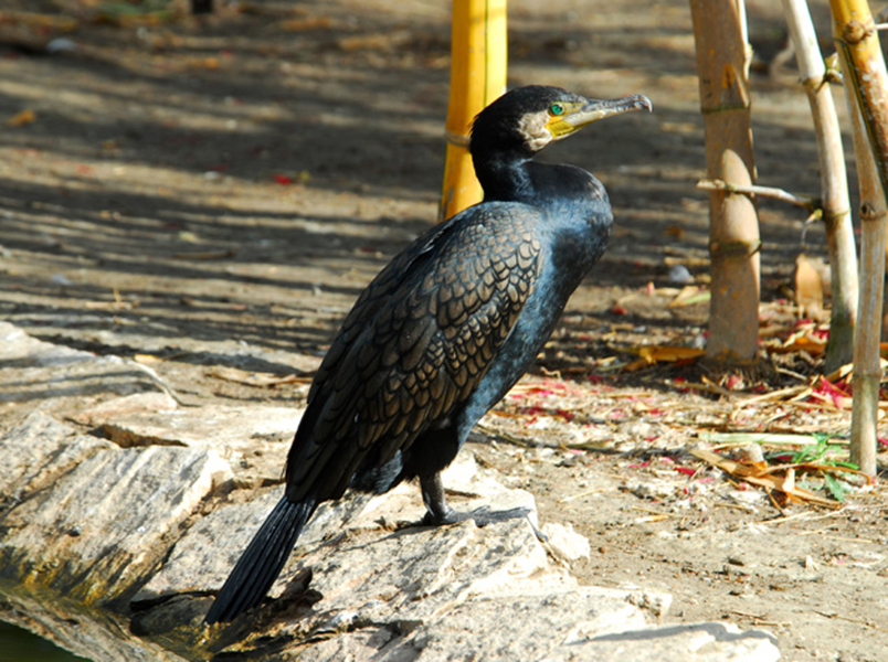 Phalacrocorax