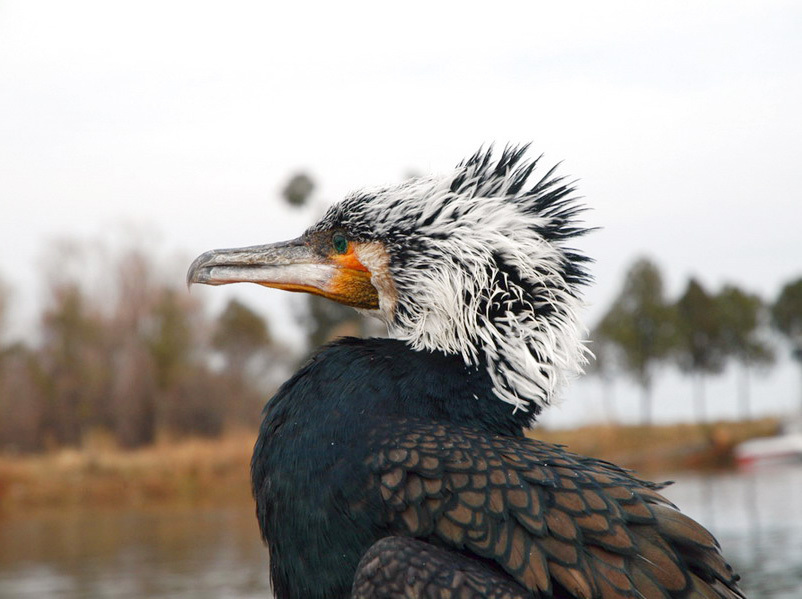 Phalacrocoracidae