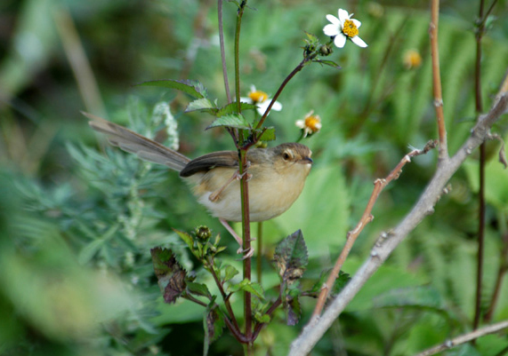 Passeriformes