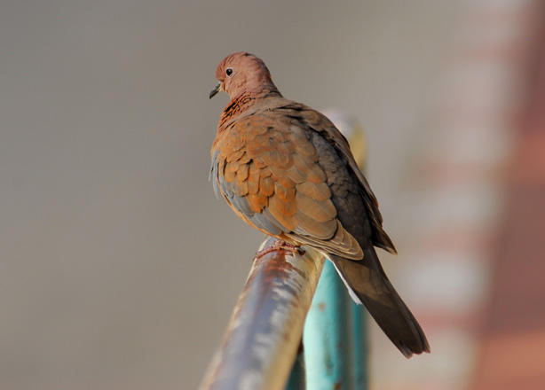 Columbidae