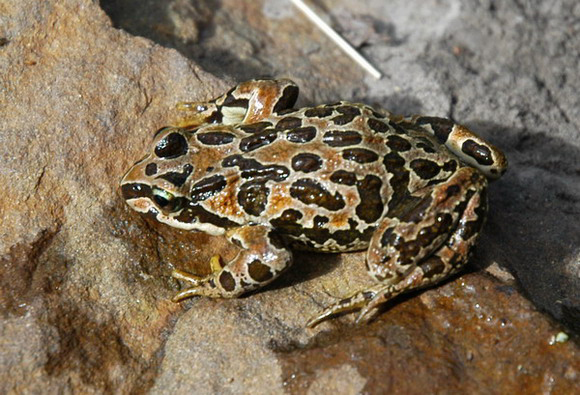 Tibetanfrog4