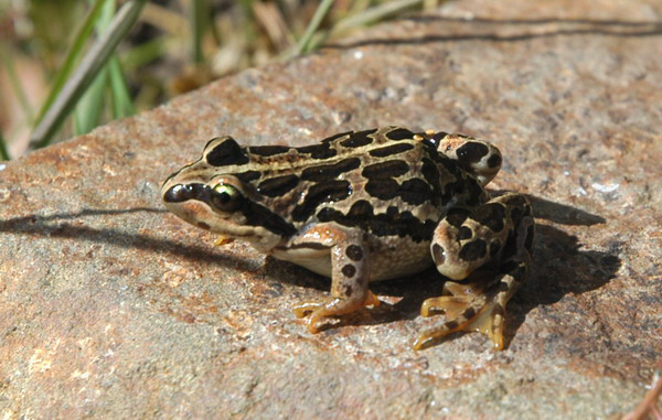 Tibetanfrog5