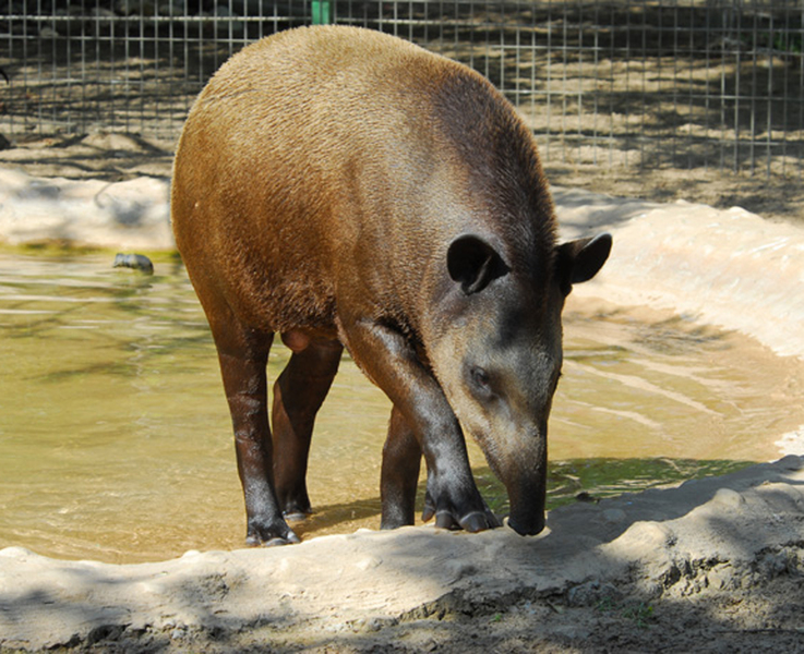 Eumetazoa