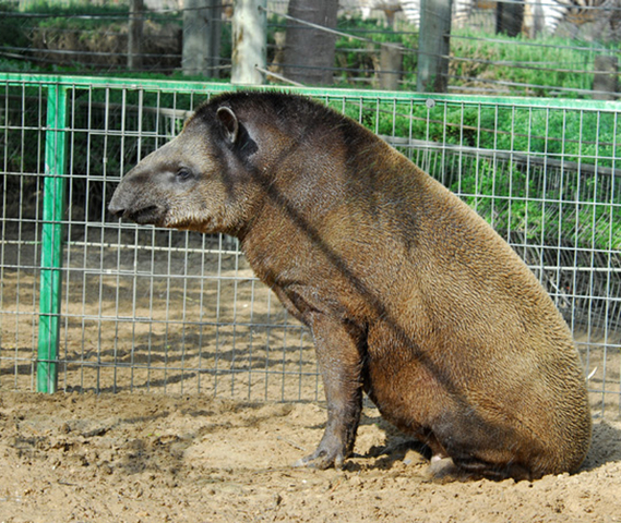 Photo of Tapirus terrestris