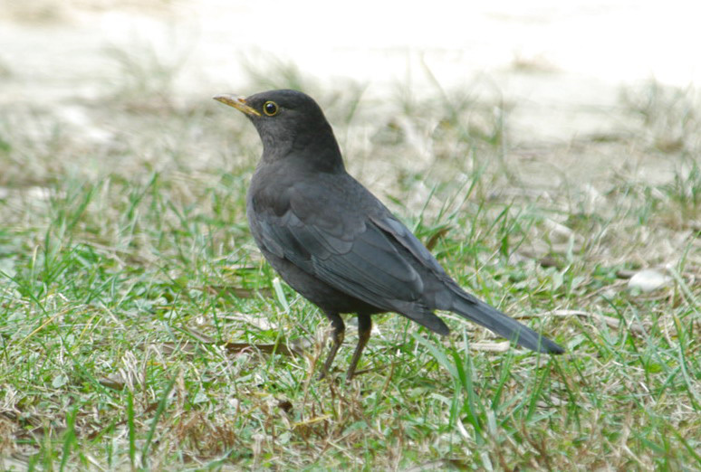 Turdus merula