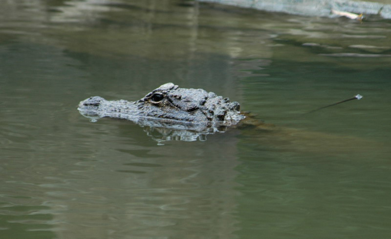 alligator10