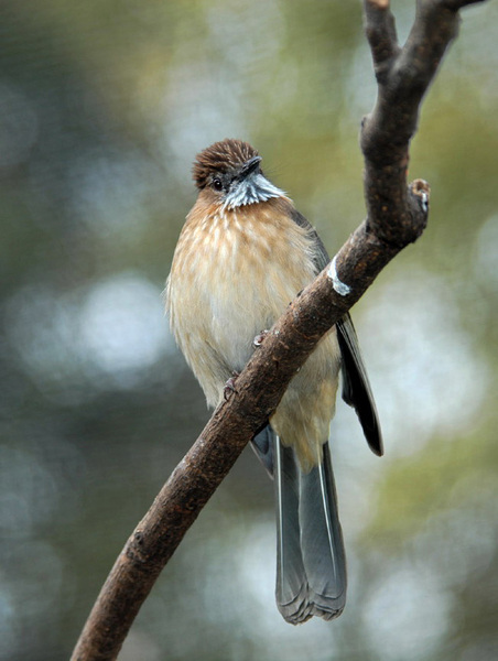 ashybulbul3