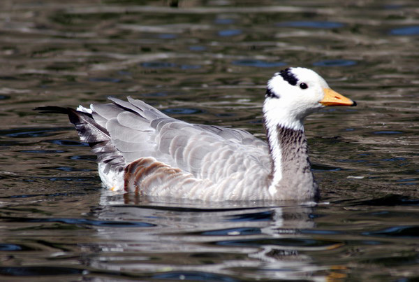 barheadedgoose3