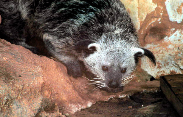 binturong1