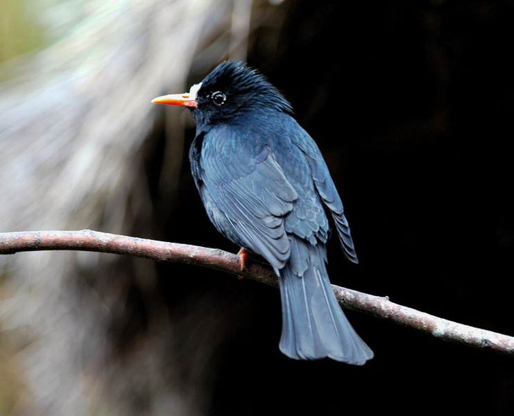 blackbulbul4