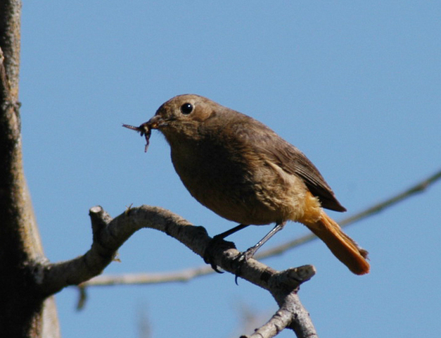 Photo of Phoenicurus ochruros