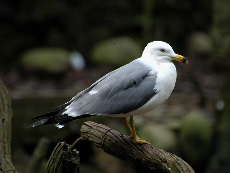 blacktailgull1