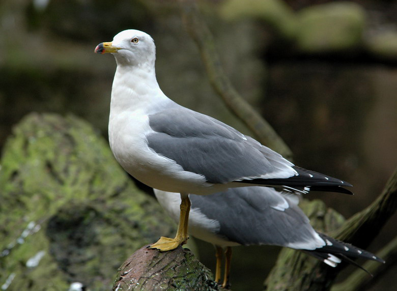 blacktailgull3