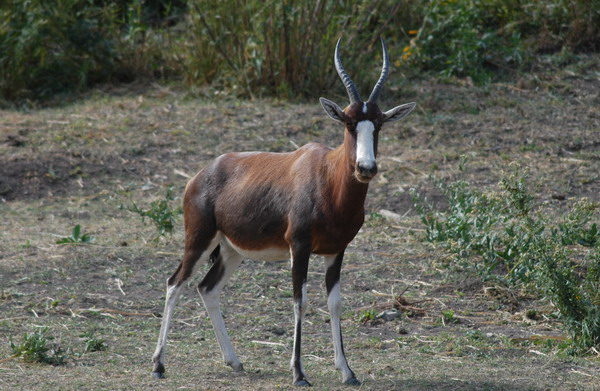 Artiodactyla