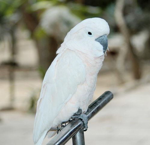 Photo of Cacatua moluccensis