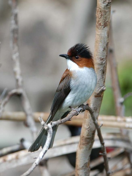 chestnutbulbul16