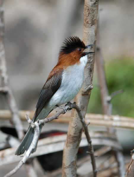 chestnutbulbul17