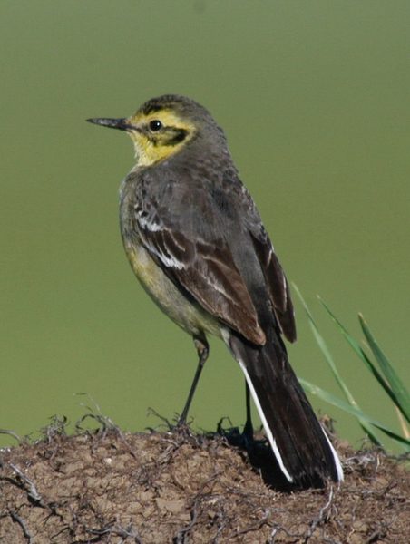 Motacillidae