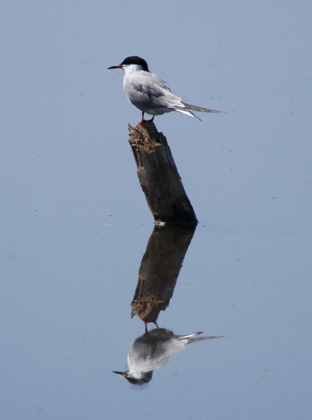 Sterna hirundo