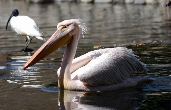 Eumetazoa