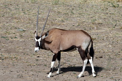 gemsbok