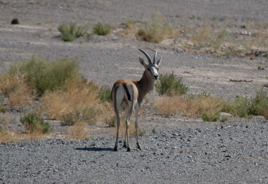 Artiodactyla