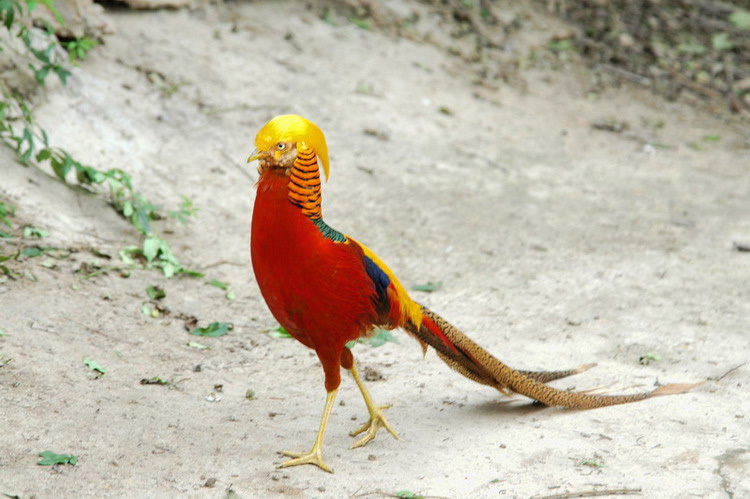 goldenpheasant11