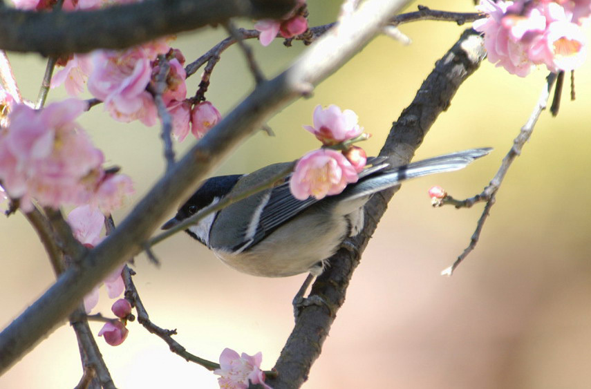 greattit3