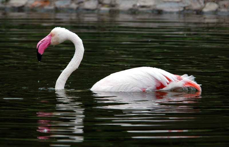 Phoenicopteridae