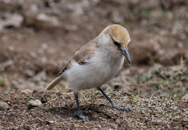 Corvidae