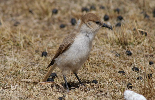 Corvidae