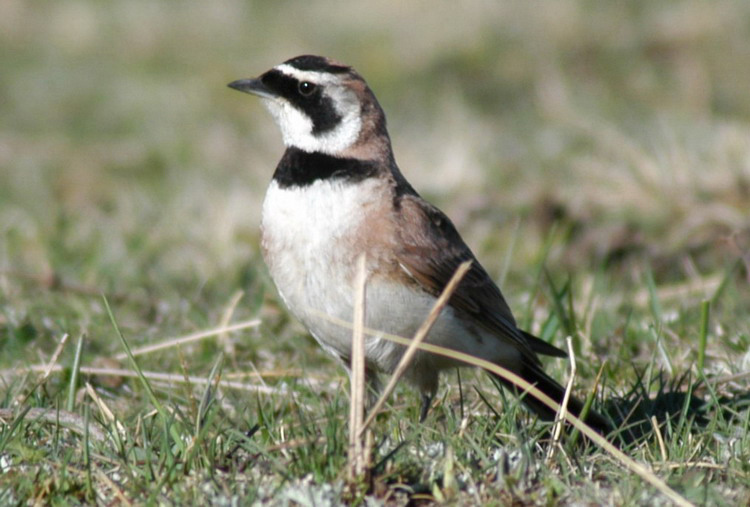 hornedlark3