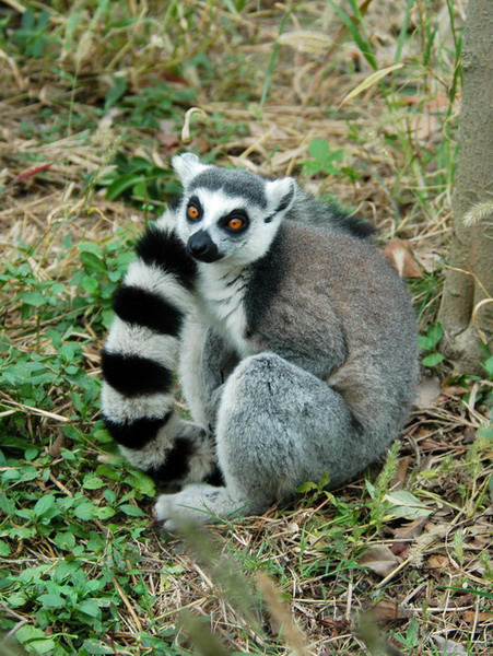 lemurcatta2