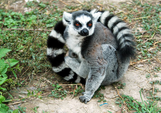 lemurcatta3