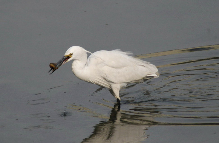 Photo of Egretta garzetta