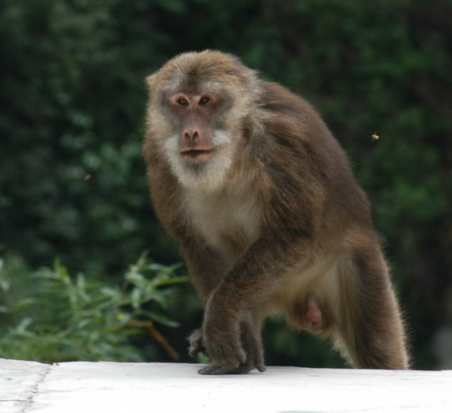 macaque13