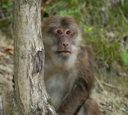 Macaca