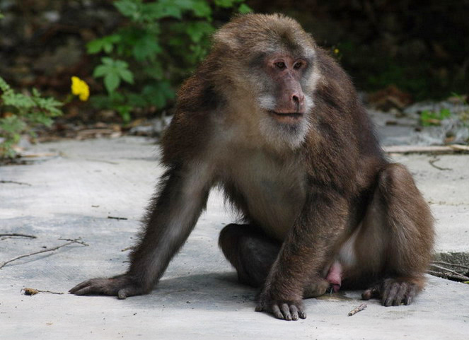 macaque4