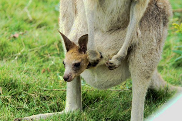 macgiganteusjuvinpouch