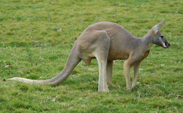 Macropodinae