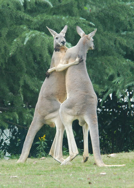 Macropodinae