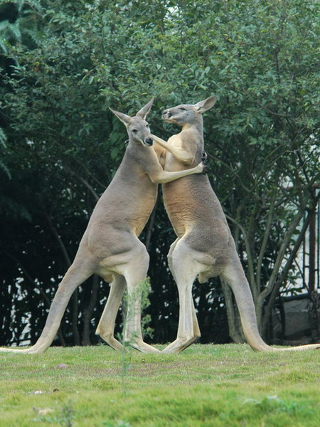 Macropodinae