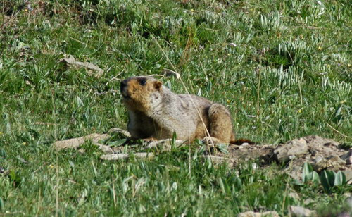 Photo of Marmota himalayana