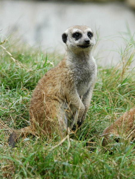 meerkat2