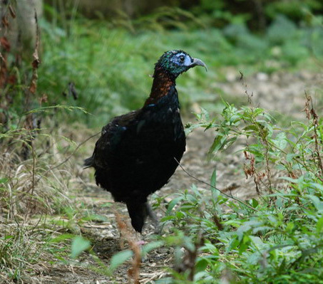 Galliformes